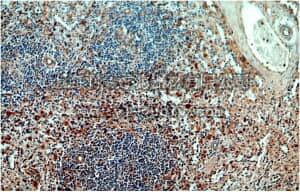 merck millipore,默克密理博,ABC405,Anti-ARRB2 Antibody