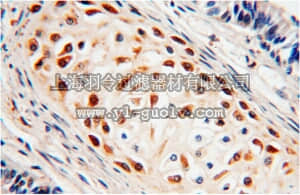 merck millipore,默克密理博,ABC406,Anti-BCL2L10 Antibody