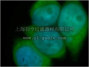 merck millipore,默克密理博,ABC407,Anti-CCND2 Antibody