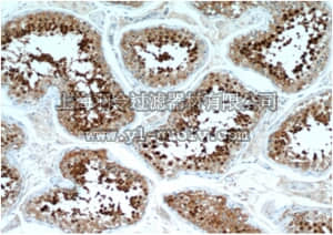 merck millipore,默克密理博,ABC409,Anti-HSPA2 Antibody