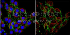 merck millipore,默克密理博,ABC40,Anti-AIP1/Alix Antibody