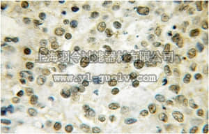 merck millipore,默克密理博,ABC412,Anti-THAP1 Antibody