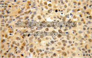 merck millipore,默克密理博,ABC413,Anti-USP1 Antibody