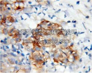 merck millipore,默克密理博,ABC414,Anti-WWP2 Antibody