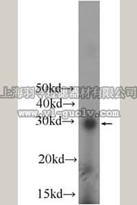 merck millipore,默克密理博,ABC415,Anti-DCK Antibody