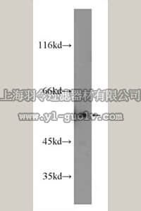 merck millipore,默克密理博,ABC416,Anti-ETS2 Antibody