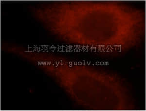 merck millipore,默克密理博,ABC419,Anti-TK1 Antibody