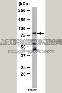 merck millipore,默克密理博,ABC41,Anti-Mitofusin-1 Antibody