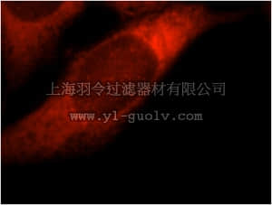 merck millipore,默克密理博,ABC422,Anti-PTGES3 Antibody