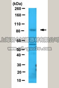 merck millipore,默克密理博,ABC424,Anti-Sec23A Antibody