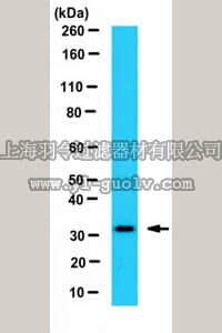 merck millipore,默克密理博,ABC425,Anti-Trop-2 Antibody