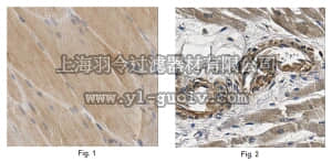 merck millipore,默克密理博,ABC429,Anti-VEGF-B Antibody