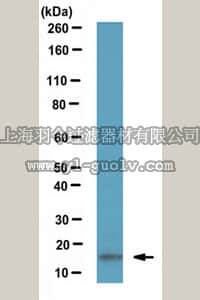 merck millipore,默克密理博,ABC432,Anti-LC3B Antibody