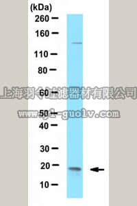 merck millipore,默克密理博,ABC457,Anti-dUTPase Antibody