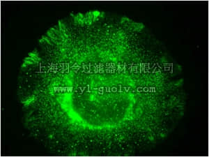 merck millipore,默克密理博,ABC459,Anti-NOX4 Antibody