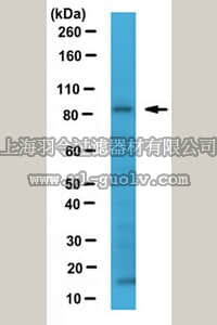 merck millipore,默克密理博,ABC460,Anti-Sec23B Antibody