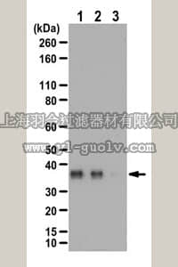 merck millipore,默克密理博,ABC461,Anti-phospho TRADD (Ser215) Antibody