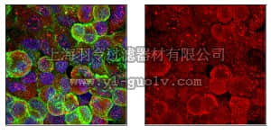 merck millipore,默克密理博,ABC464,Anti-VAMP-3 Antibody