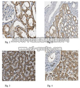 merck millipore,默克密理博,ABC473,Anti-Delta-like protein 4 Antibody