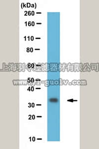merck millipore,默克密理博,ABC474,Anti-Fhl1 Antibody