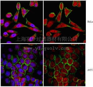 merck millipore,默克密理博,ABC47,Anti-Traf2 Antibody