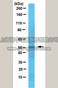 merck millipore,默克密理博,ABC509,Anti-DEK Antibody