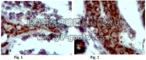 merck millipore,默克密理博,ABC50,Anti-Noxa Antibody