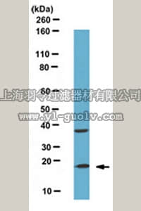 merck millipore,默克密理博,ABC53,Anti-Bcl-2 interacting killer (BIK) Antibody