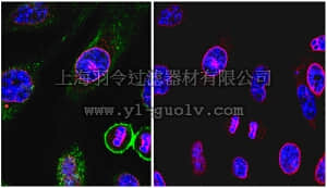 merck millipore,默克密理博,ABC54,Anti-CASP8-associated protein 2 Antibody