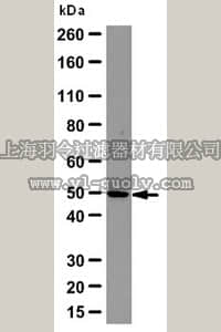 merck millipore,默克密理博,ABC57,Anti-IDH2 Antibody