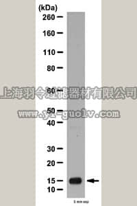 merck millipore,默克密理博,ABC58,Anti-GABARAP/GABARAPL1 Antibody