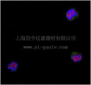 merck millipore,默克密理博,ABC61,Anti-NIPP-1 Antibody