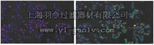 merck millipore,默克密理博,ABC66,Anti-Vacuole membrane protein 1 Antibody (VMP1)