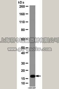 merck millipore,默克密理博,ABC67,Anti-Mitochondrial fission 1 protein (Fis1) Antibody