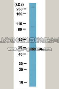 merck millipore,默克密理博,ABC69,Anti-Apoptosis-inducing factor 2 (AIFM2) Antibody