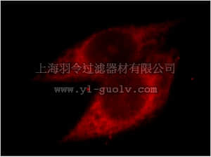 merck millipore,默克密理博,ABC767,Anti-PARP-3 Antibody