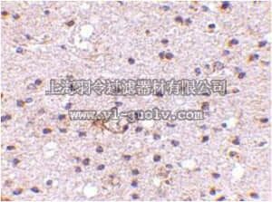merck millipore,默克密理博,ABC821,Anti-AMBRA1 Antibody