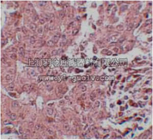 merck millipore,默克密理博,ABC826,Anti-BCAS3 Antibody