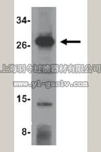 merck millipore,默克密理博,ABC828,Anti-OCIAD1 Antibody