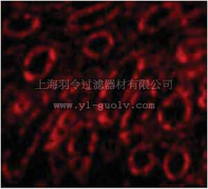 merck millipore,默克密理博,ABC831,Anti-SkiP Antibody