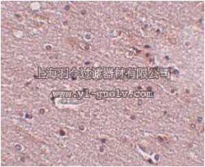 merck millipore,默克密理博,ABC832,Anti-TMEM16B Antibody