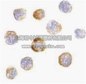 merck millipore,默克密理博,ABC833,Anti-TRIM25 Antibody