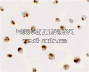 merck millipore,默克密理博,ABC835,Anti-SDHD Antibody