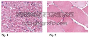 merck millipore,默克密理博,ABC837,Anti-ARC Antibody