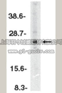 merck millipore,默克密理博,ABC838,Anti-ARC Antibody