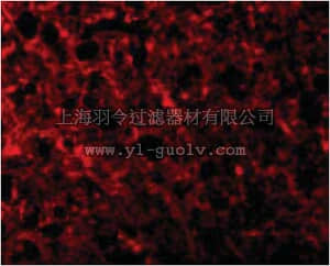 merck millipore,默克密理博,ABC839,Anti-ATR Antibody