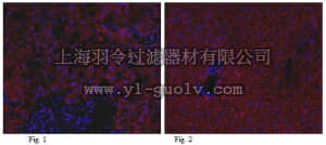 merck millipore,默克密理博,ABC83,Anti-Angptl3 Antibody