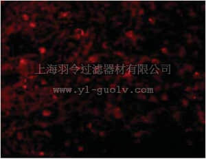 merck millipore,默克密理博,ABC840,Anti-BCMA Antibody merck millipore,默克密理博,ABC840,Anti-BCMA Antibody