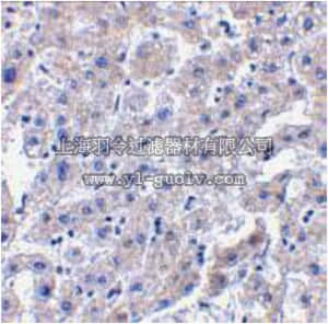 merck millipore,默克密理博,ABC841,Anti-Caspase-14 Antibody