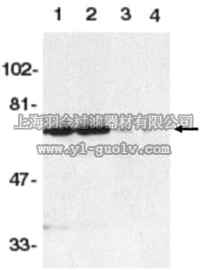 merck millipore,默克密理博,ABC842,Anti-DR6 Antibody